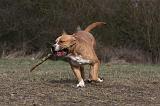 AMSTAFF ADULT 362